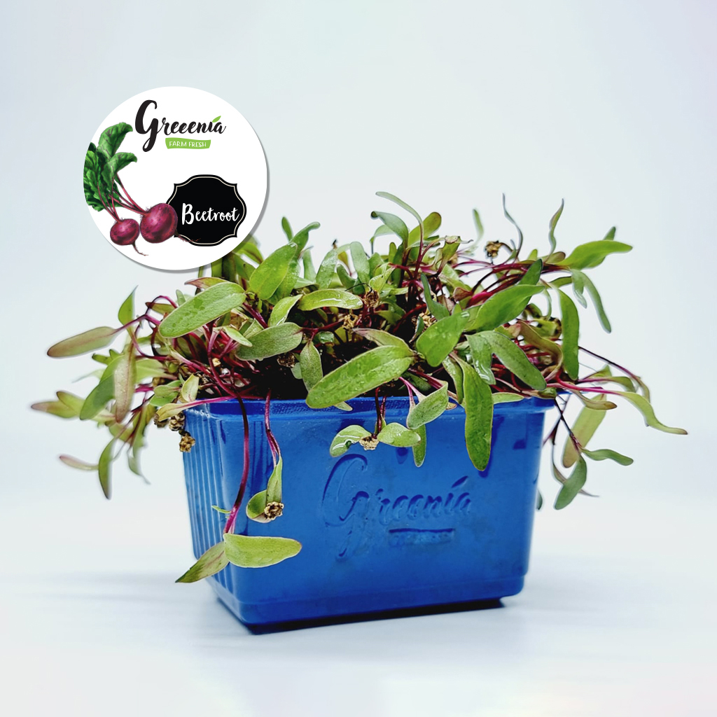 Beetroot Microgreens